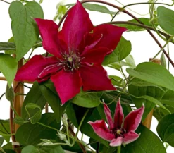 Waldrebe - Clematis, rot, Rankhilfe