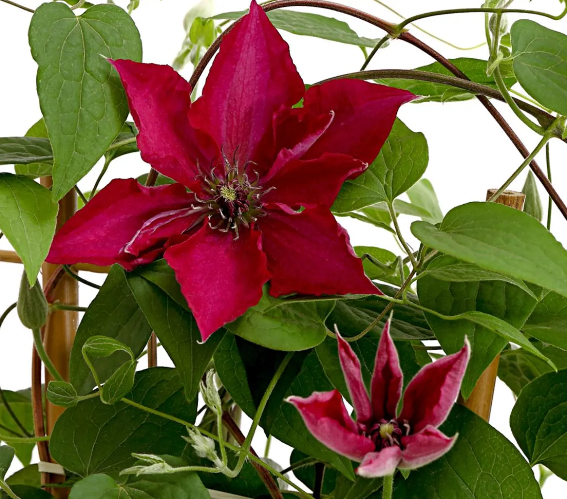 Waldrebe - Clematis, rot, Rankhilfe