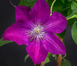 Waldrebe - Clematis 'Rouge Cardinal'