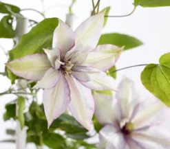 Waldrebe - Clematis, Spalier
