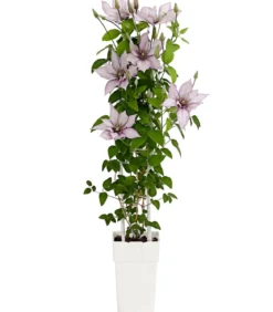 Waldrebe - Clematis, Spalier