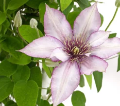 Waldrebe - Clematis, Spalier
