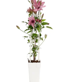 Waldrebe - Clematis, Spalier