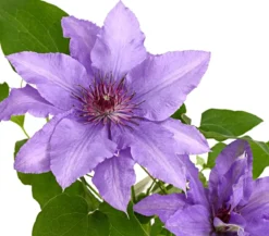 Waldrebe - Clematis, Spalier