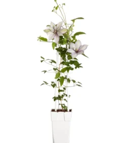 Waldrebe - Clematis, Spalier