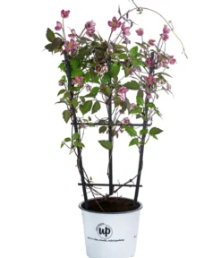 Waldrebe - Clematis 'Van Gogh'