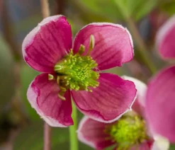 Waldrebe - Clematis 'Van Gogh'