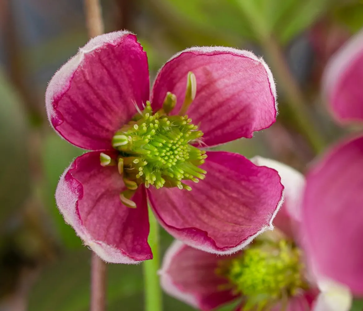 Waldrebe - Clematis 'Van Gogh'