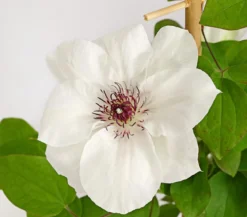 Waldrebe - Clematis, weiß, Rankhilfe