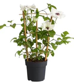Waldrebe - Clematis, weiß, Rankhilfe