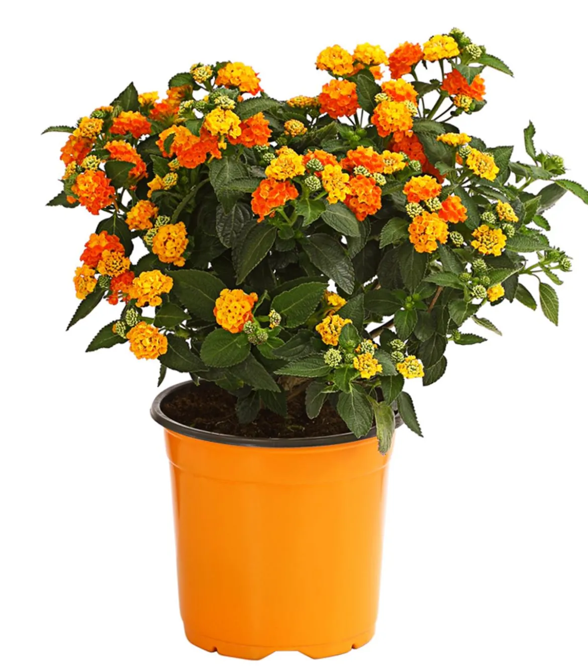 Wandelröschen, Busch