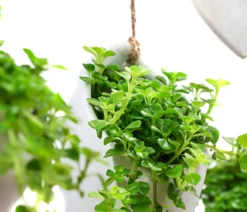Wandhänger Herz mit Peperomie - Peperomia rotundifolia, weiß