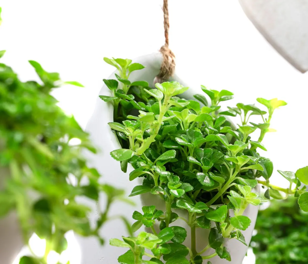 Wandhänger Herz mit Peperomie - Peperomia rotundifolia, weiß