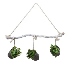 Wandhänger mit Fetthenne - Sedum makinoi 'Tornado', schwarz