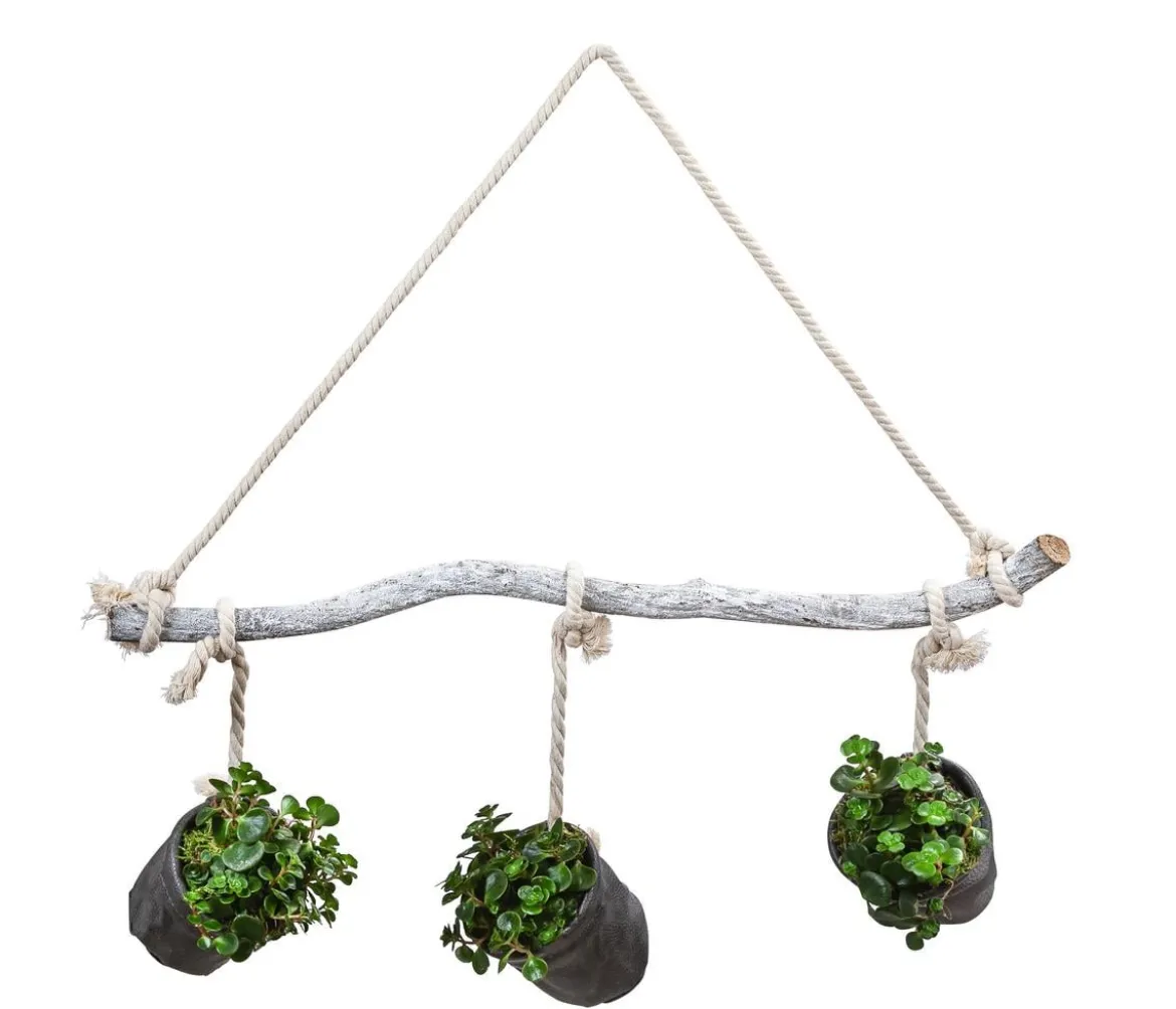 Wandhänger mit Fetthenne - Sedum makinoi 'Tornado', schwarz
