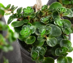 Wandhänger mit Fetthenne - Sedum makinoi 'Tornado', schwarz