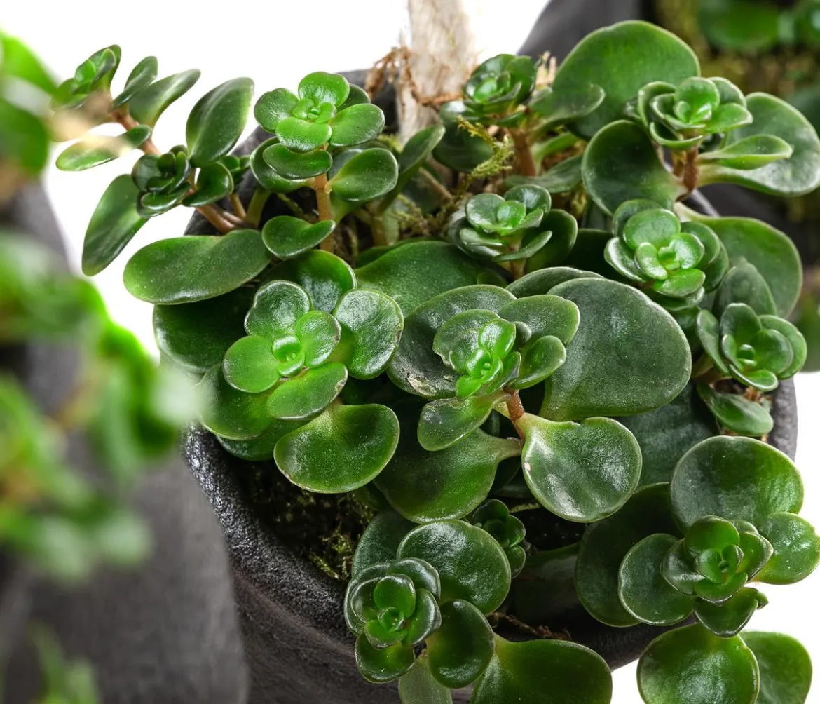 Wandhänger mit Fetthenne - Sedum makinoi 'Tornado', schwarz