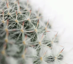 Warzenkaktus - Mammillaria hahniana