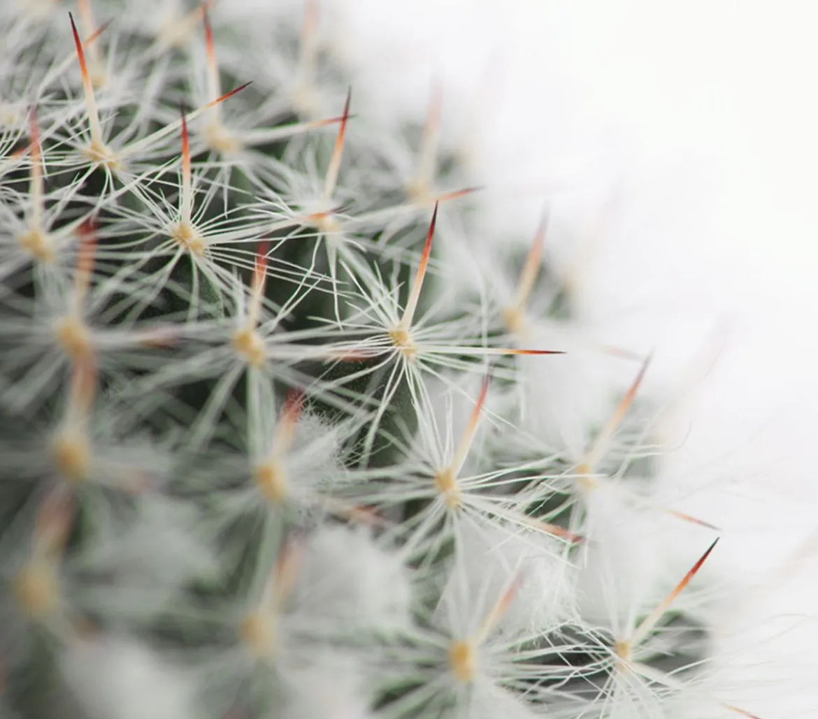 Warzenkaktus - Mammillaria hahniana