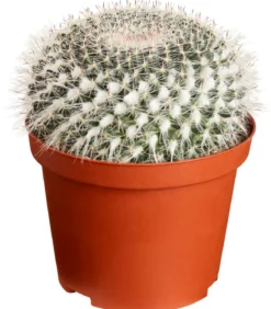 Warzenkaktus - Mammillaria hahniana