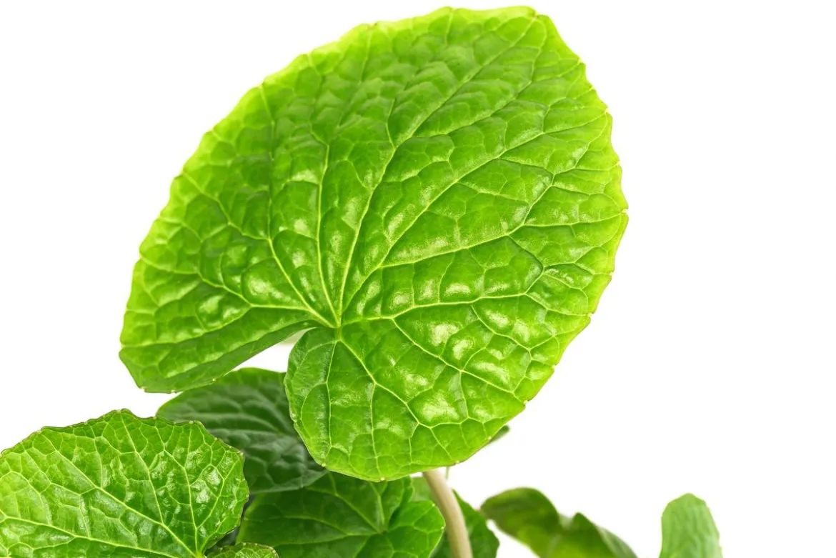 Wasabi