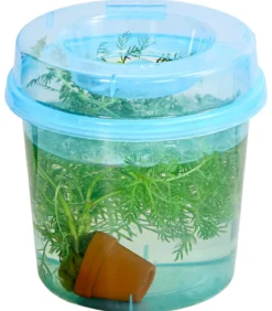 Wasserfeder