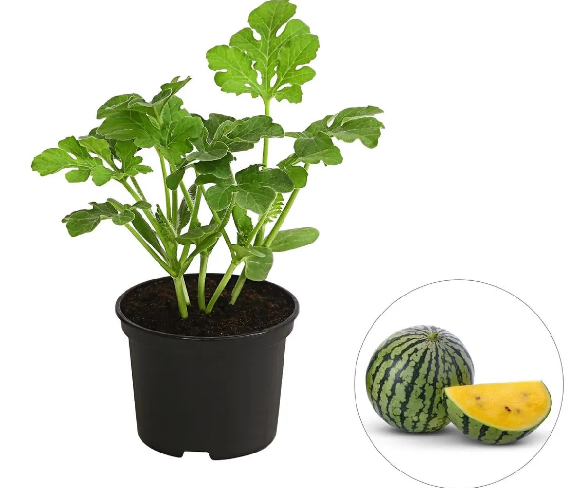 Wassermelone, gelb