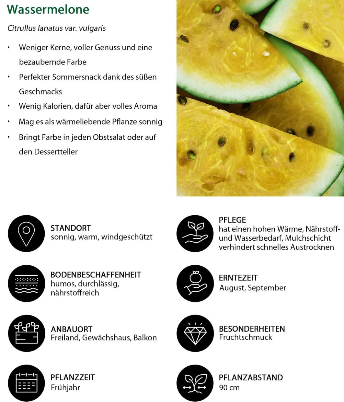 Wassermelone, gelb