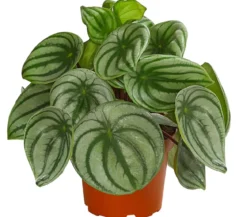 Wassermelonen-Peperomie - Peperomia argyreia