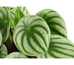 Wassermelonen-Peperomie - Peperomia argyreia