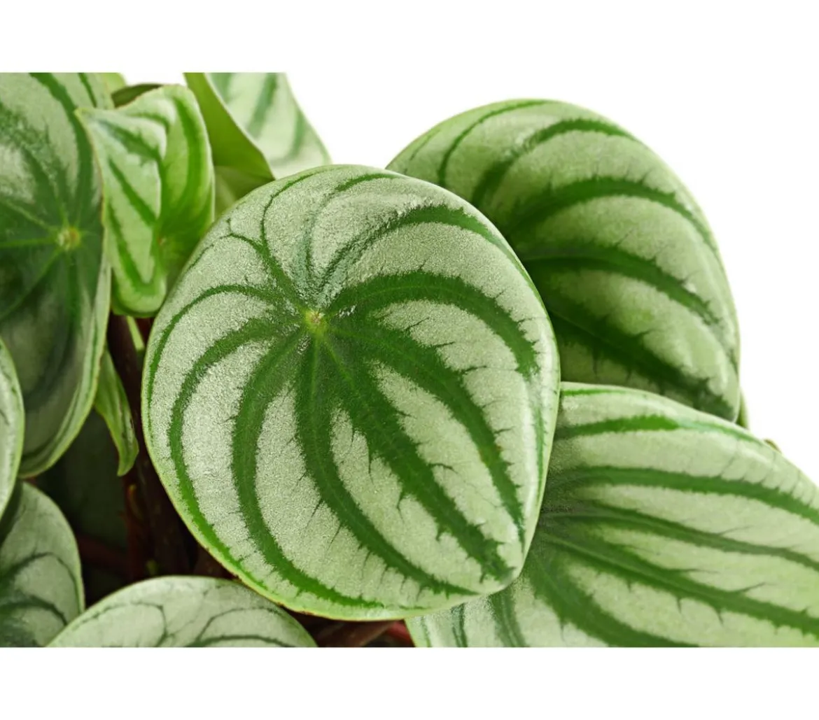 Wassermelonen-Peperomie - Peperomia argyreia