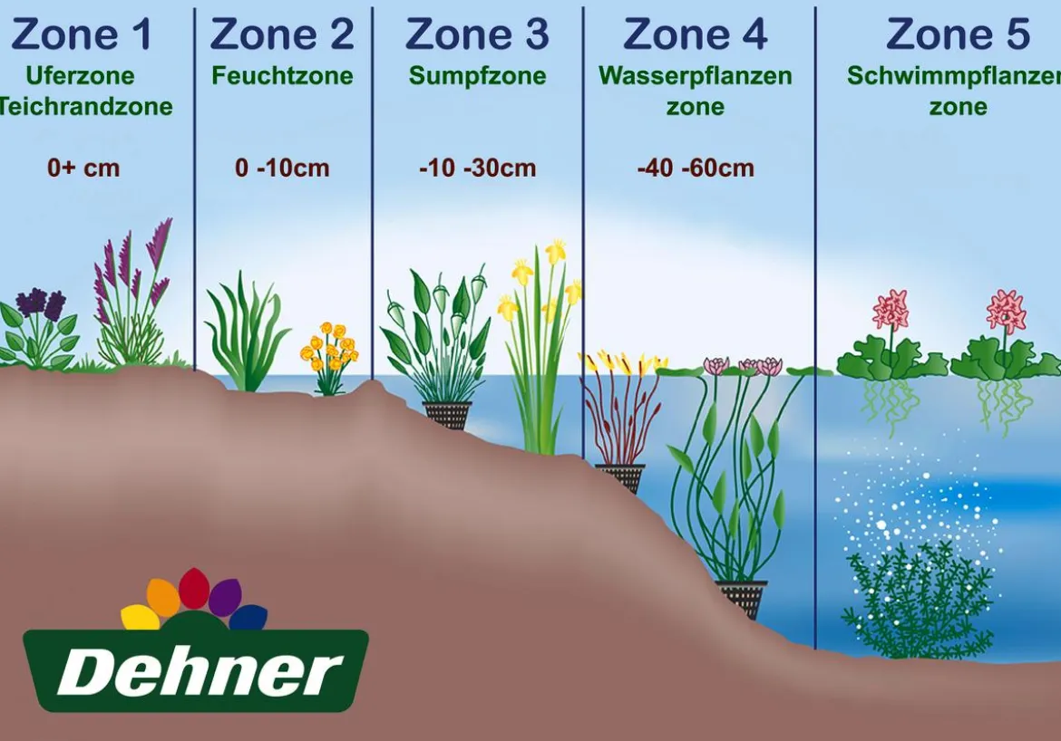 Wasserminze
