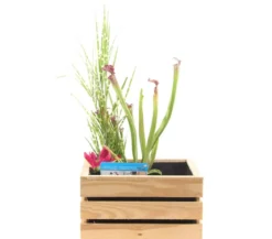 Wasserpflanzen-Set