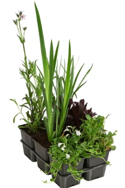Wasserpflanzen-Set Biene, verschiedene Sorten, 6-teilig