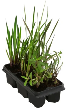 Wasserpflanzen-Set Blütenparadies, verschiedene Sorten, 6-teilig