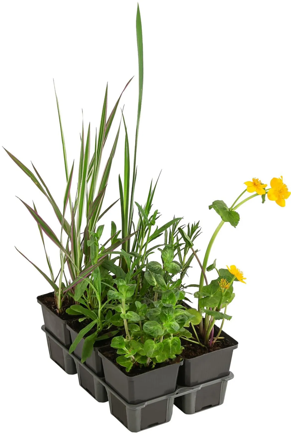 Wasserpflanzen-Set Libelle, verschiedene Sorten, 6-teilig