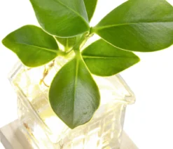 Waterplant Balsamapfel im Häuschen - Clusia major, mit LED