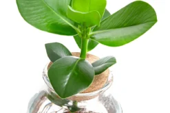 Waterplant Balsamapfel im Kugelglas - Clusia rosea 'Princess', ca. 30 cm