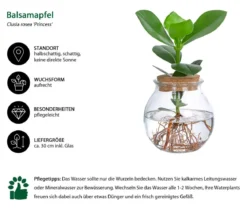 Waterplant Balsamapfel im Kugelglas - Clusia rosea 'Princess', ca. 30 cm