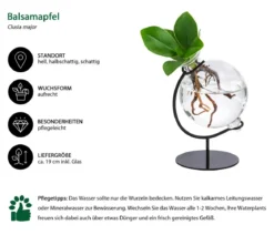 Waterplant Balsamapfel Victoria im Kugelglas - Clusia major