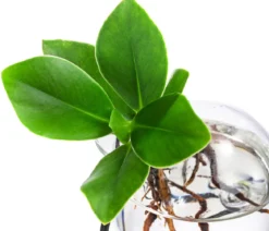 Waterplant Balsamapfel Victoria im Kugelglas - Clusia major
