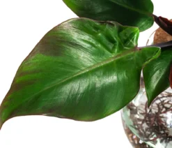 Waterplant Baumfreund im Kugelglas - Philodendron erubescens 'Sunlight', ca. 30 cm