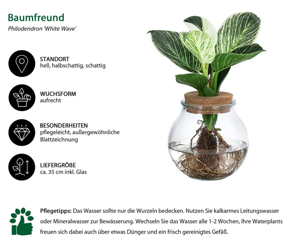 Waterplant Baumfreund im Kugelglas - Philodendron 'White Wave'