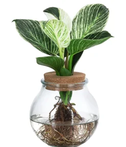 Waterplant Baumfreund im Kugelglas - Philodendron 'White Wave'