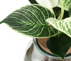 Waterplant Baumfreund im Kugelglas - Philodendron 'White Wave'