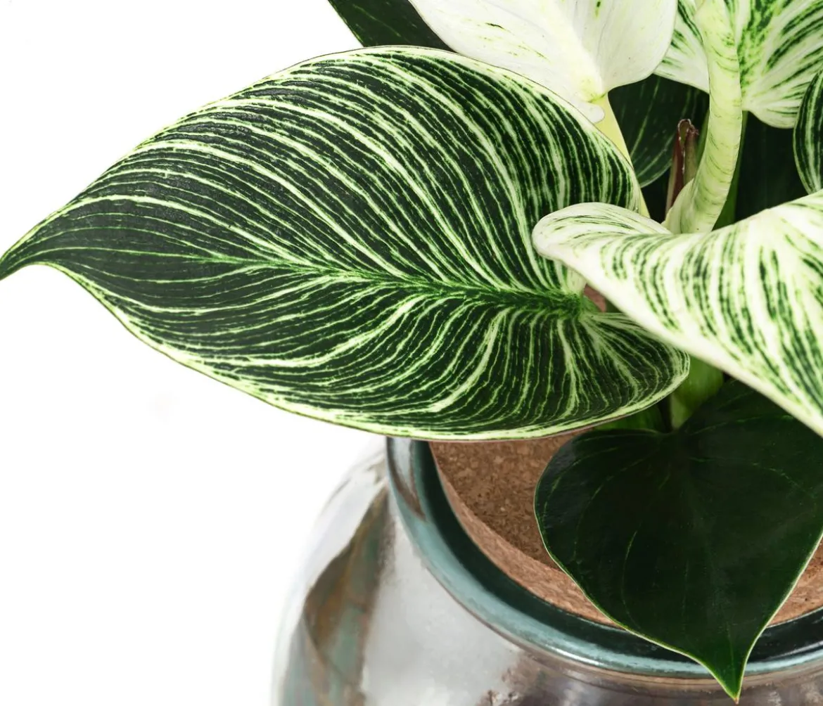 Waterplant Baumfreund im Kugelglas - Philodendron 'White Wave'