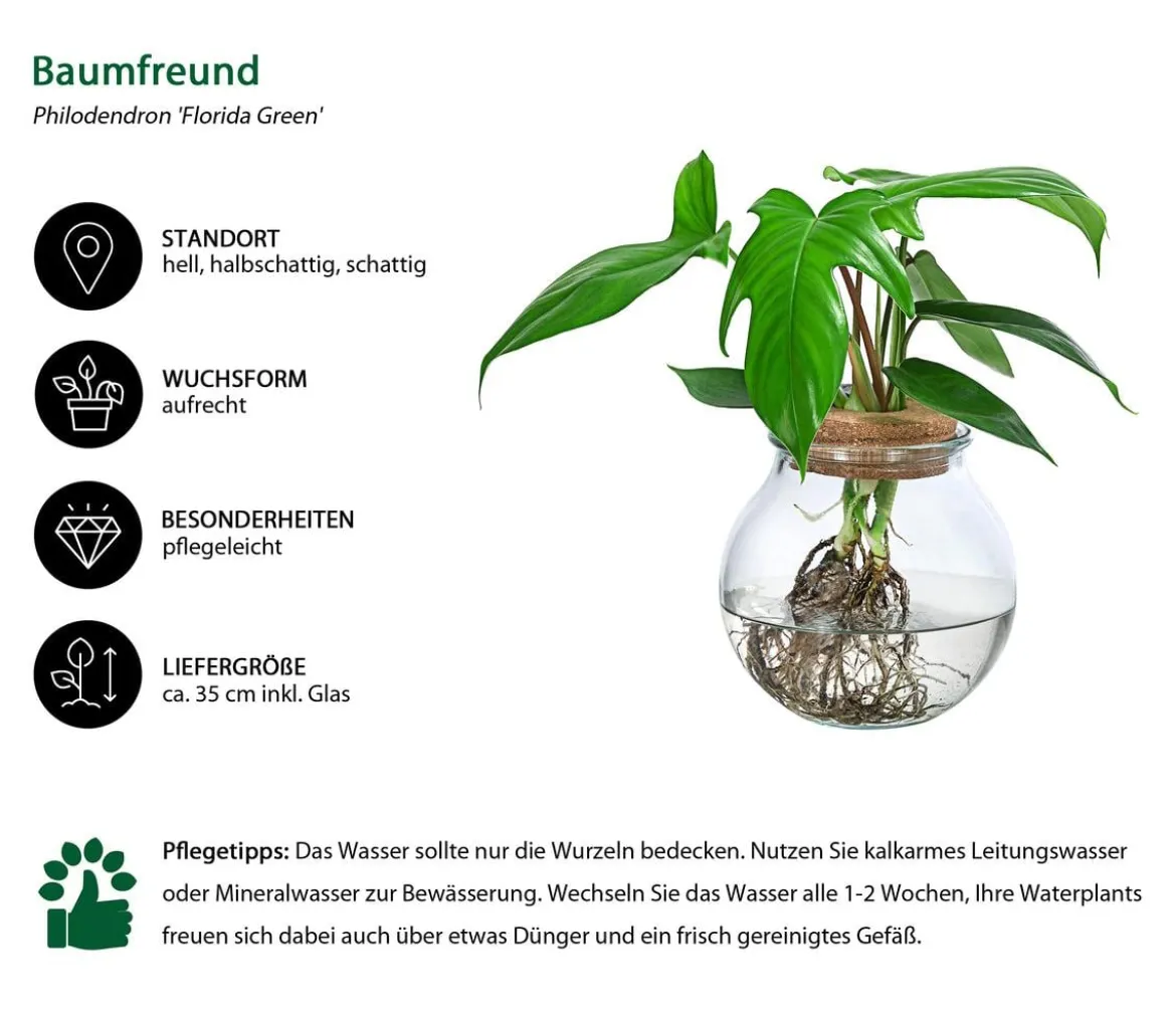 Waterplant Baumfreund im Kugelglas - Phiolodendron 'Florida Green'