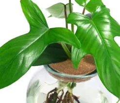 Waterplant Baumfreund im Kugelglas - Phiolodendron 'Florida Green'