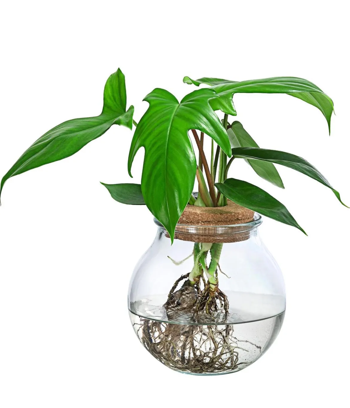Waterplant Baumfreund im Kugelglas - Phiolodendron 'Florida Green'