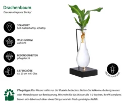 Waterplant Drachenbaum im Glas - Dracaena fragrans 'Burley', mit LED